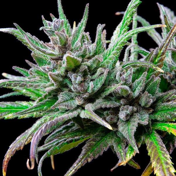 Northern lights de Royal