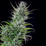 Northern lights de Royal