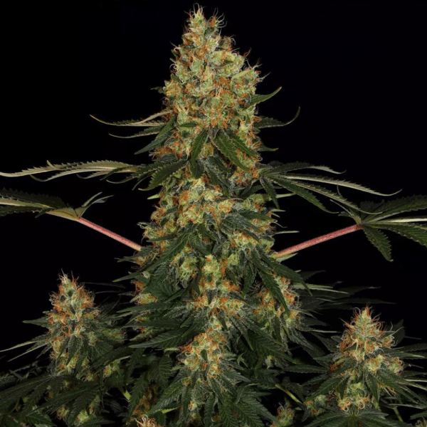 2x1 Californian Gold Fem - Paradise Seeds