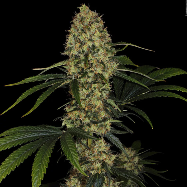 2x1 L.A Amnesia Fem - Paradise seeds