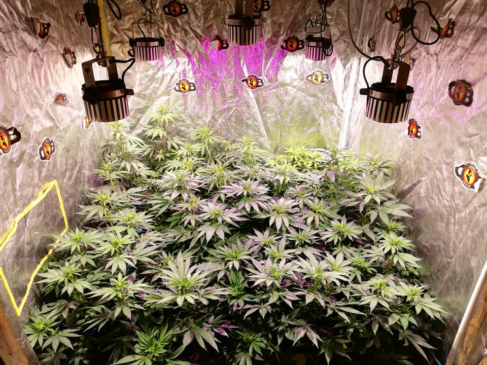 Como cultivar marihuana en casa