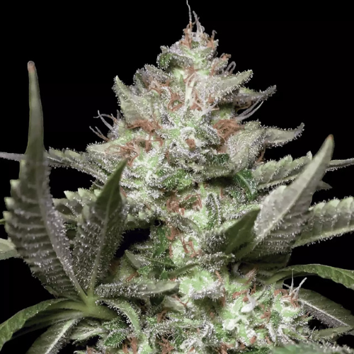 2x1 Auto Kong 4 - Paradise Seeds x Tommy Chong
