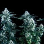 Critical Plus Fast