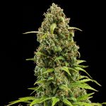 Diesel auto