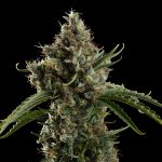 Diesel auto