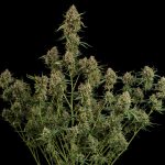 Diesel auto