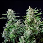 Easy bud auto
