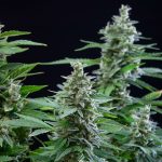 Easy bud auto