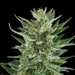 Easy bud auto