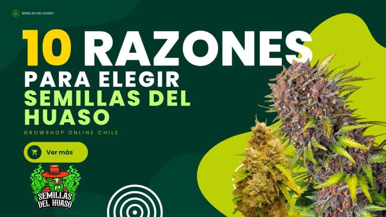 Growshop online chile - semillas del huaso