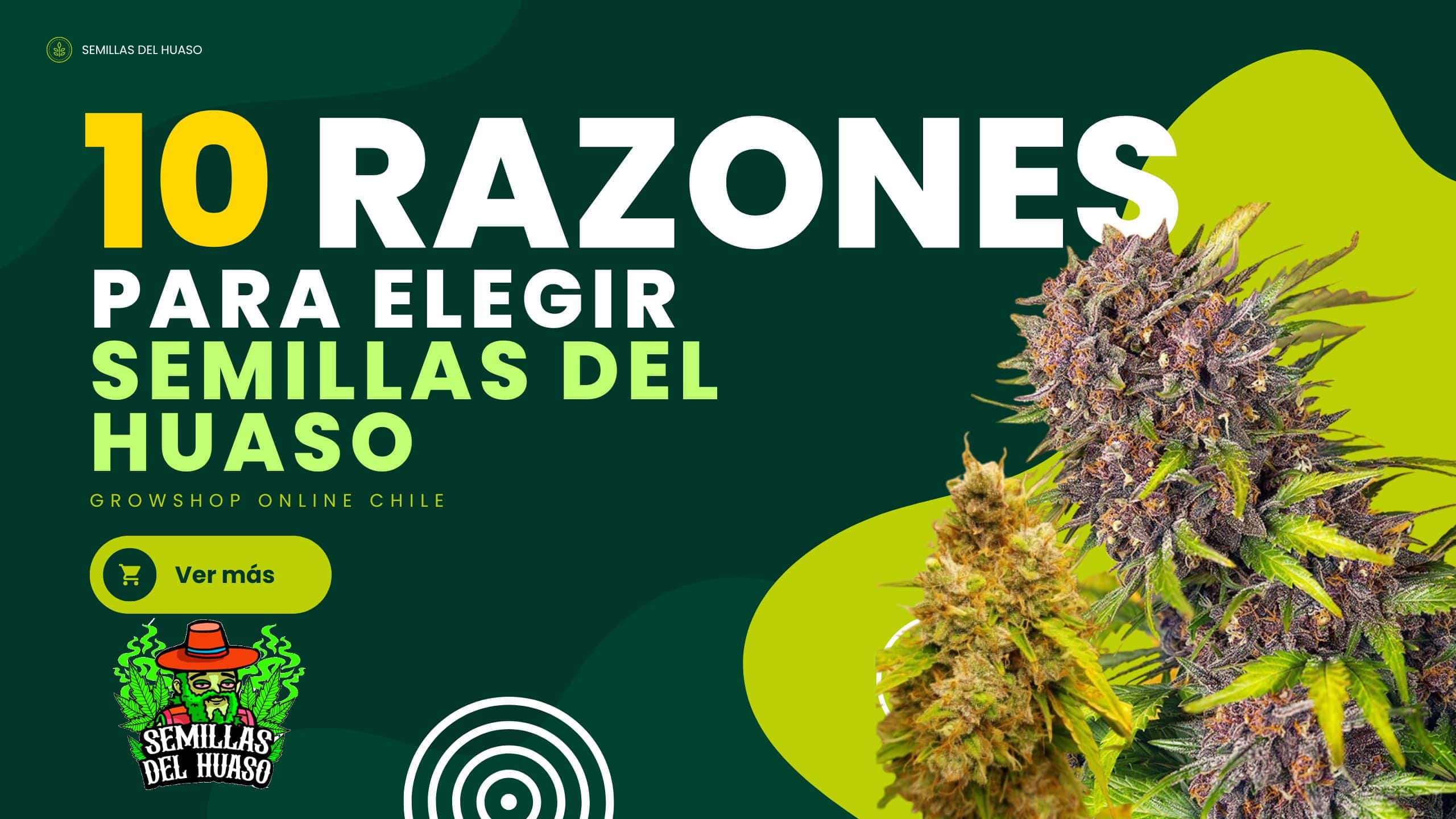 Growshop online chile - semillas del huaso