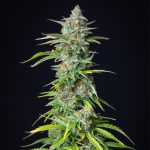 Northern light automatic