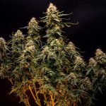 Northern light automatic