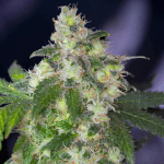 Original White Widow (IBL) Fem - Paradise Seeds - Remate del huaso