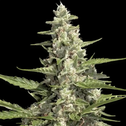 2x1 Auto Pandora - Paradise Seeds