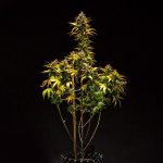 Purple queen auto