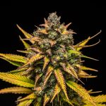 Purple queen auto