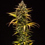 Purple queen auto