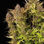 Purple queen auto