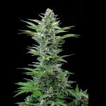 Royal Critical auto
