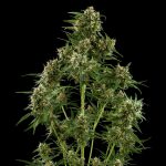 Royal Critical auto