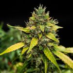 Sherbet Queen auto