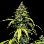 Sherbet Queen auto