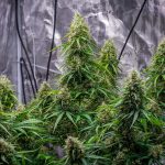 Sherbet Queen auto