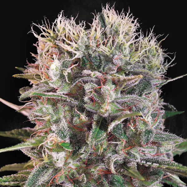 2x1 Wappa Fem - Paradise Seeds