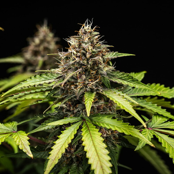 White widow automatic
