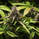 White widow automatic