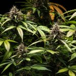 White widow automatic