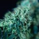Black domina fast