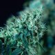 Black domina fast