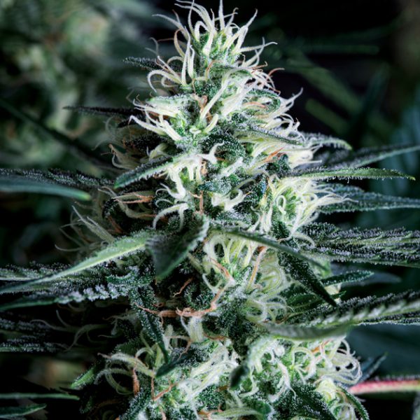 White widow fast