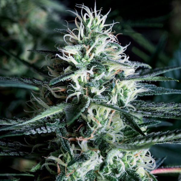 White widow fast