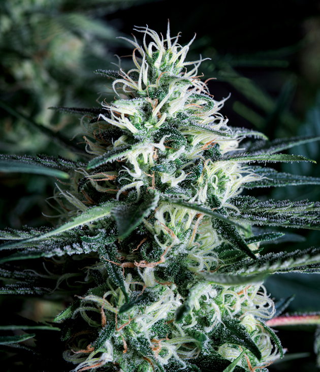 White widow fast