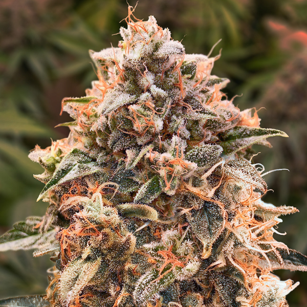 super glue auto