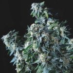 Amnesia gold regular