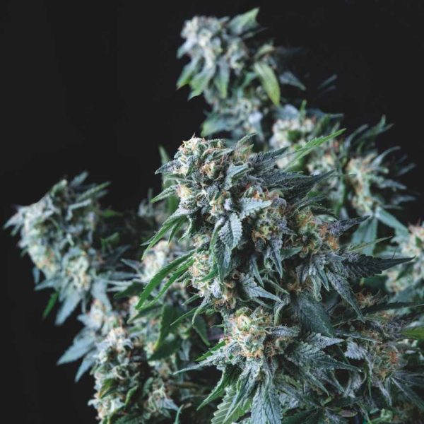 Amnesia gold regular