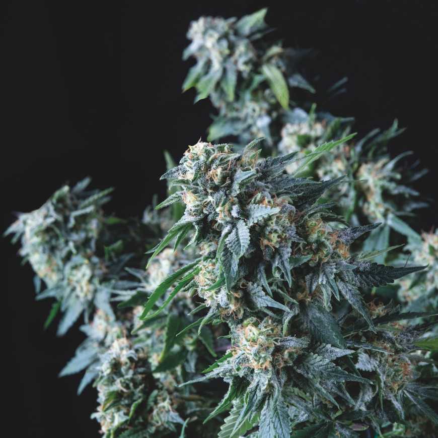 Amnesia gold regular