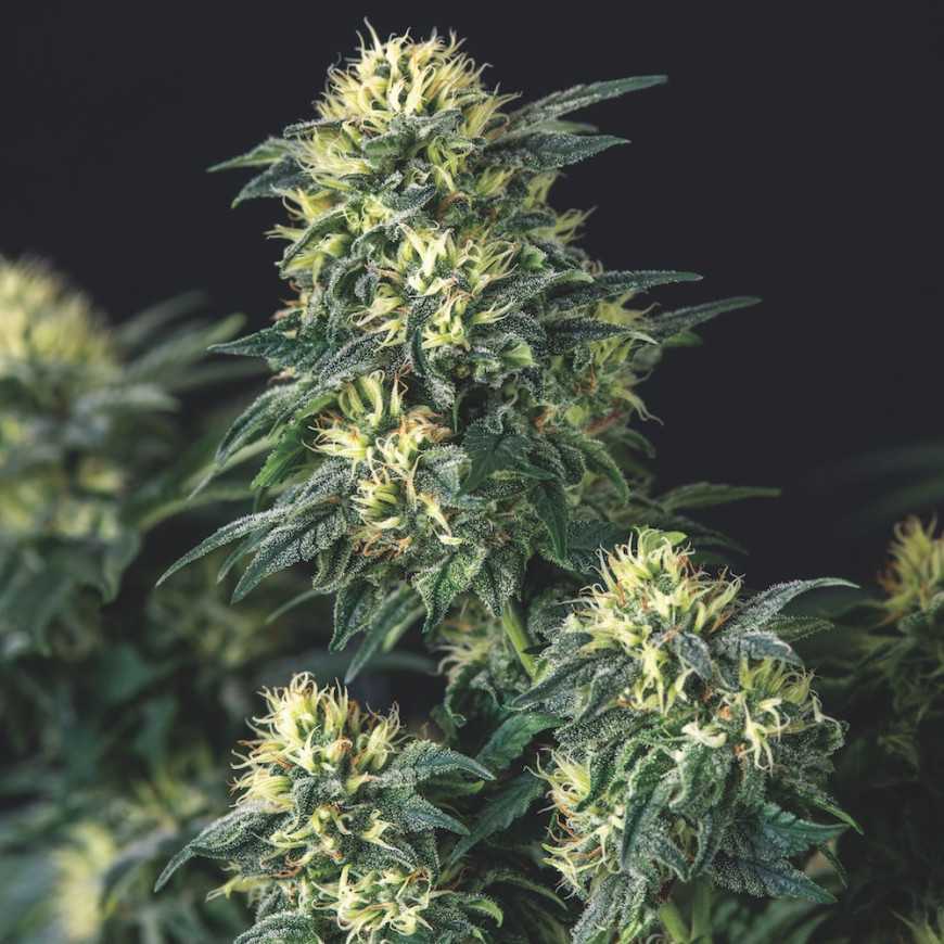 anesthesia x runtz