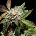 Anubis x sunset sherbet