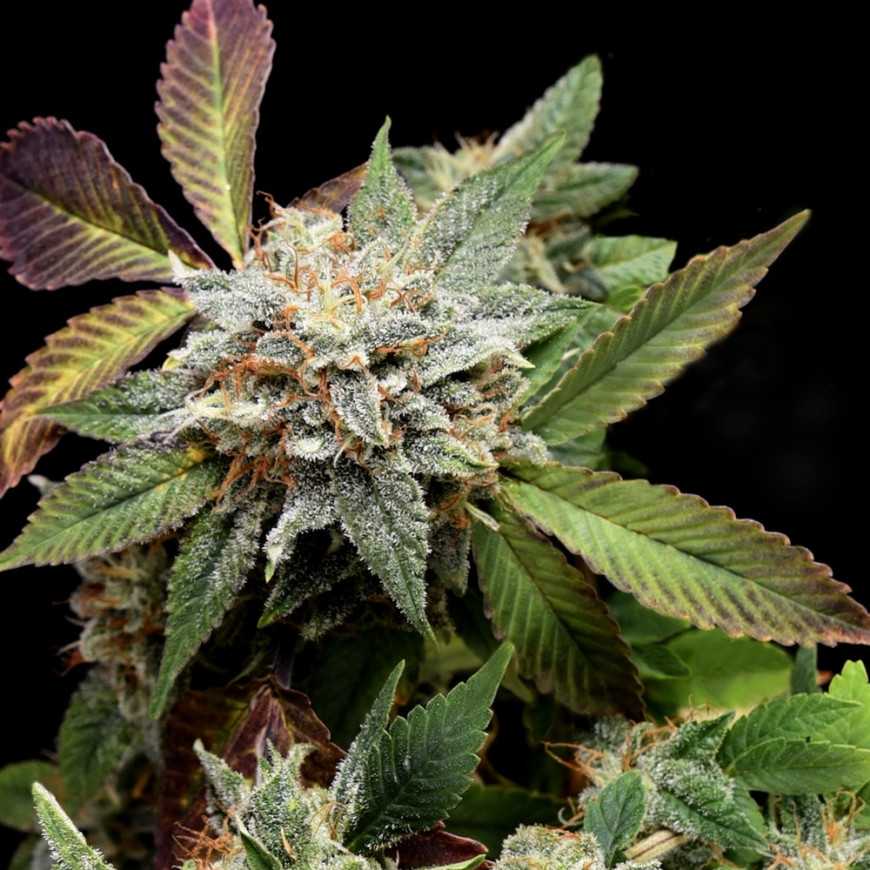 Anubis x sunset sherbet