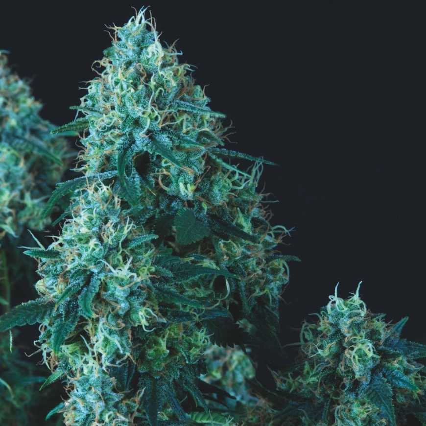 Black cherry punch regular