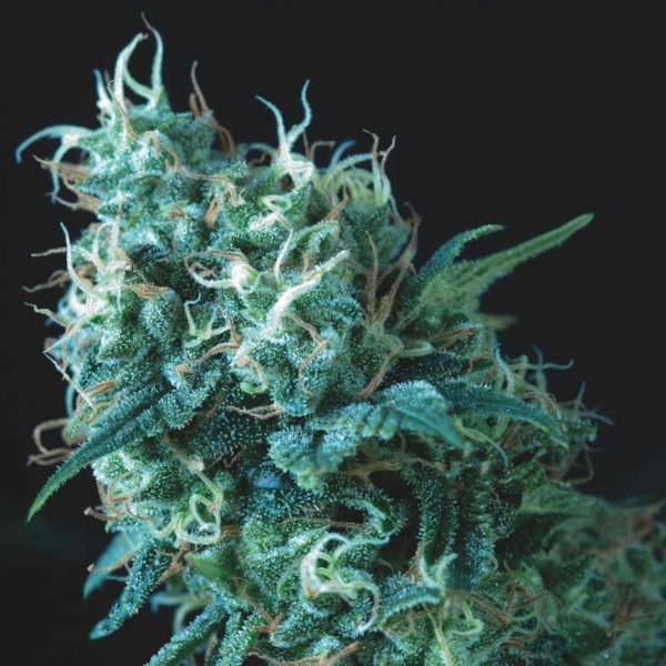 Gorila regular