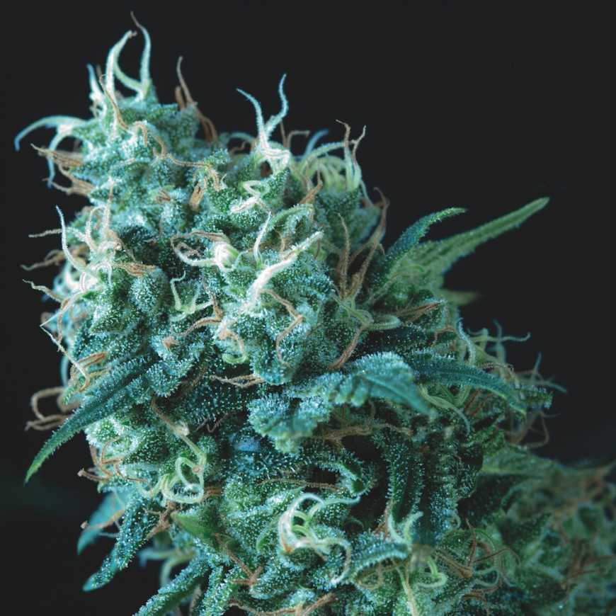 Gorila regular