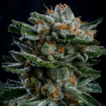 Gorilla Piña Auto
