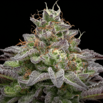Gorilla Piña Faster