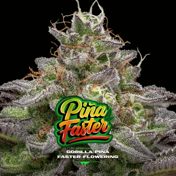 Gorilla Piña Faster